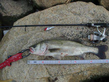 ｼｰﾊﾞｽ修行