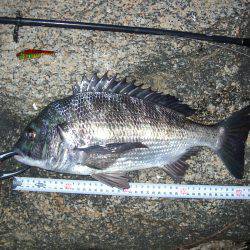 ｼｰﾊﾞｽ修行