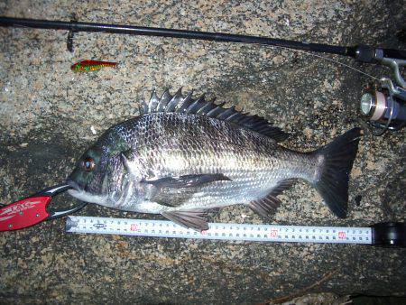 ｼｰﾊﾞｽ修行