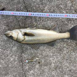 朝マズメ　シーバス