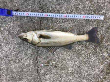 朝マズメ　シーバス