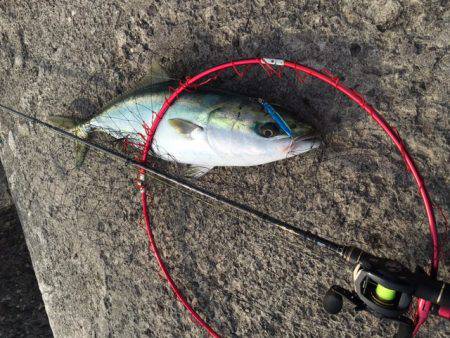 イワシ・アジ！イルカもきたよ！