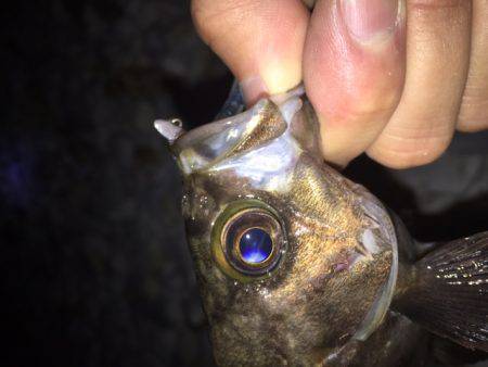 雨の中のメバリング