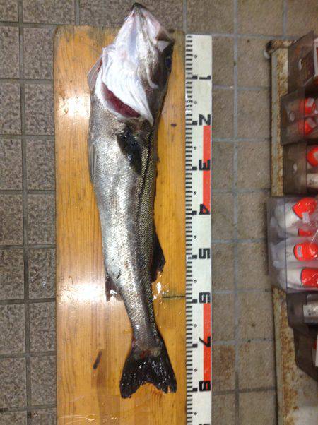 アジ飲ませでスズキ