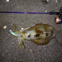 白浜～田辺ランガン