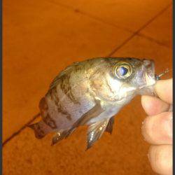 メバリングからの投げ釣り