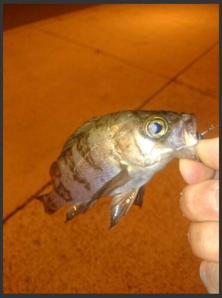 メバリングからの投げ釣り