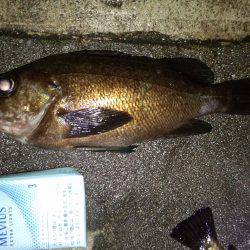 メバリング好調!!