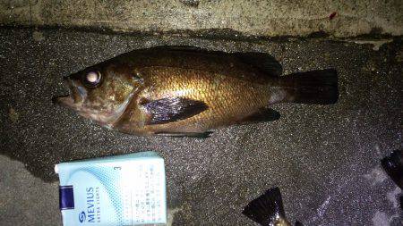 メバリング好調!!