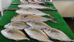 カタタの釣り堀