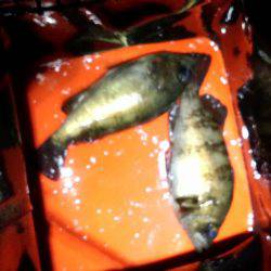 メバリング好調？