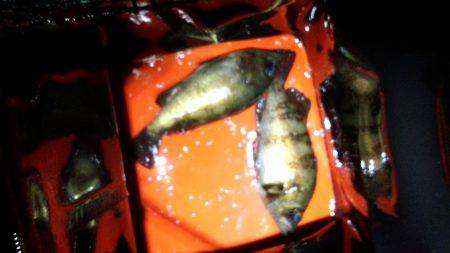 メバリング好調？