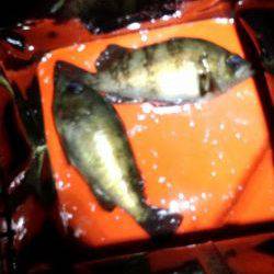 メバリング好調？