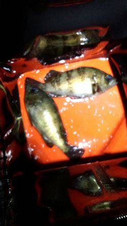 メバリング好調？