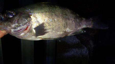 メバリング好調？