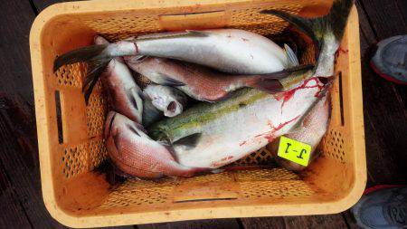 海上釣り堀紀州