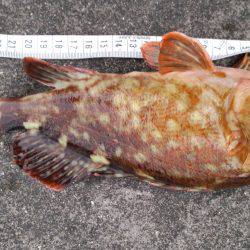 ビックガッシー