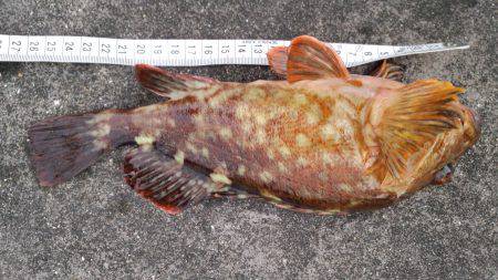 ビックガッシー