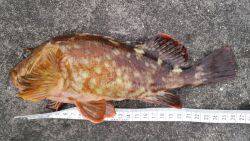 ビックガッシー