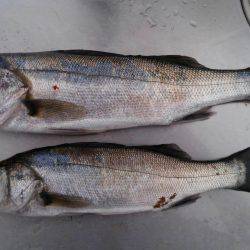 ぼちぼちの釣果