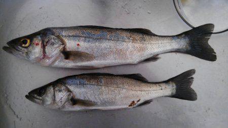 ぼちぼちの釣果