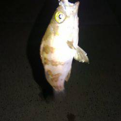 久しぶりの釣行