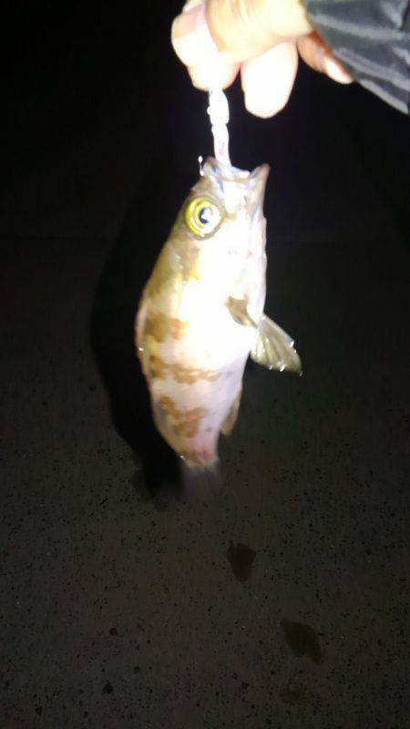 久しぶりの釣行