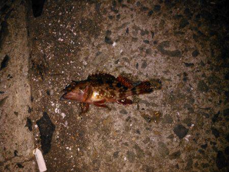 お腹がパンパンでした