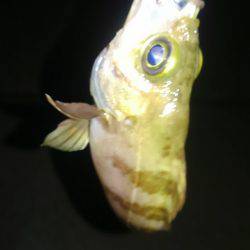 ゴールデンウィーク突入