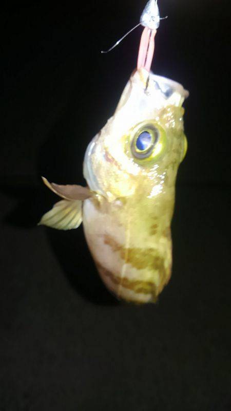 ゴールデンウィーク突入