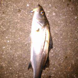 ゴロタでメバリング