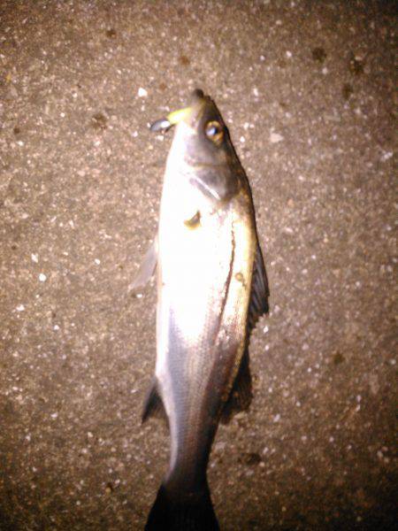 シーバス多いみたいです