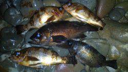 ゴロタでメバリング