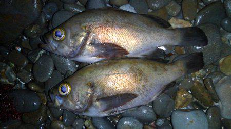 夜桜よりもメバリング