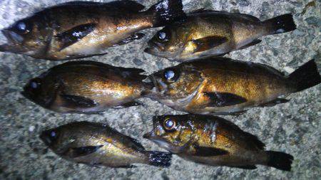 連夜のメバル調査