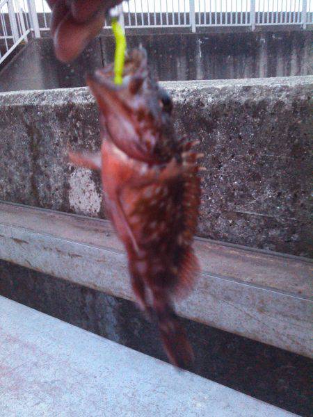 久しぶりのメバル