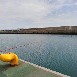 エビ撒き釣行&ノマセ