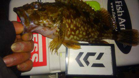 メバリングなんですが、