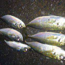 やっぱアジング楽しい～