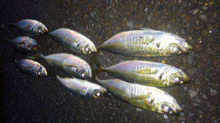 やっぱアジング楽しい～