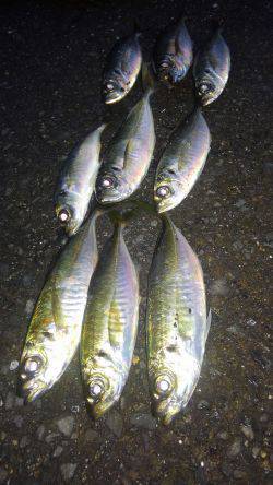 やっぱアジング楽しい～