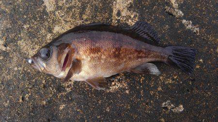 ミップル周辺で釣りをする(笑)。