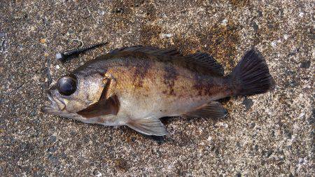 ミップル周辺で釣りをする(笑)。