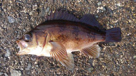 ミップル周辺で釣りをする(笑)。