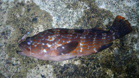 ミップル周辺で釣りをする(笑)。