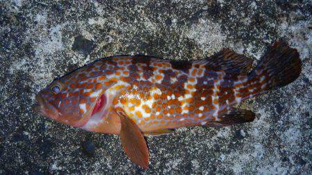 ミップル周辺で釣りをする(笑)。