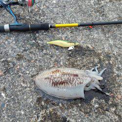 とりあえずコウイカ