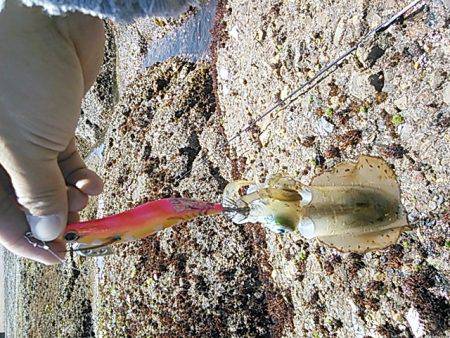 久しぶりのアオリイカ！