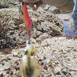 久しぶりのアオリイカ！