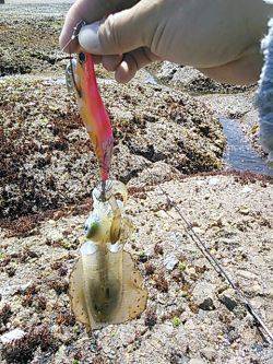 久しぶりのアオリイカ！